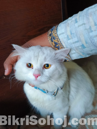 Persian Male